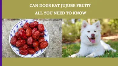 Can Dogs Eat Jujube Fruit? All You Need To Know