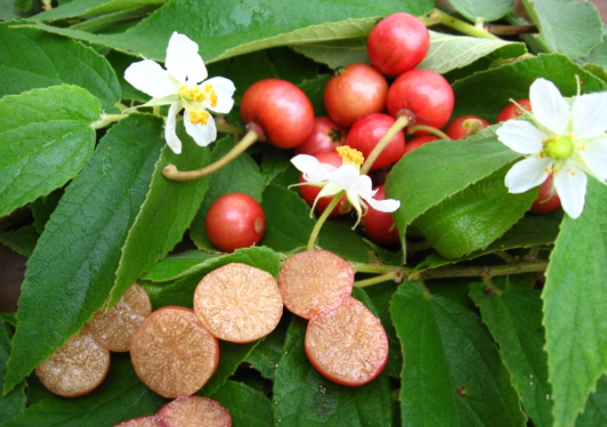 Panama Berry