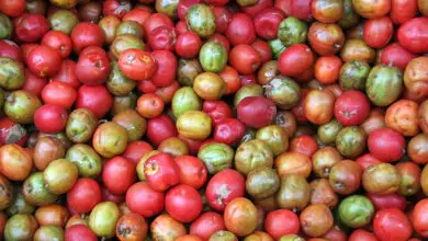 Jocote Fruit (Spondias Purpurea): All You Need To Know This Fruit