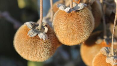 How To Eat Sycamore Fruit Properly – A Guide