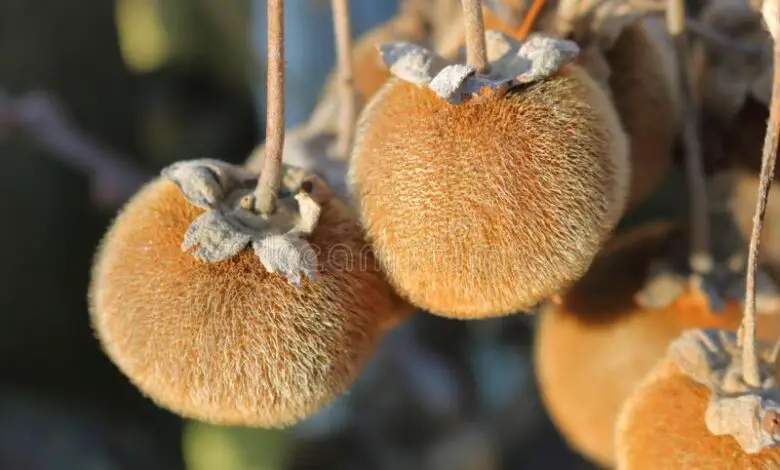 How To Eat Sycamore Fruit Properly – A Guide