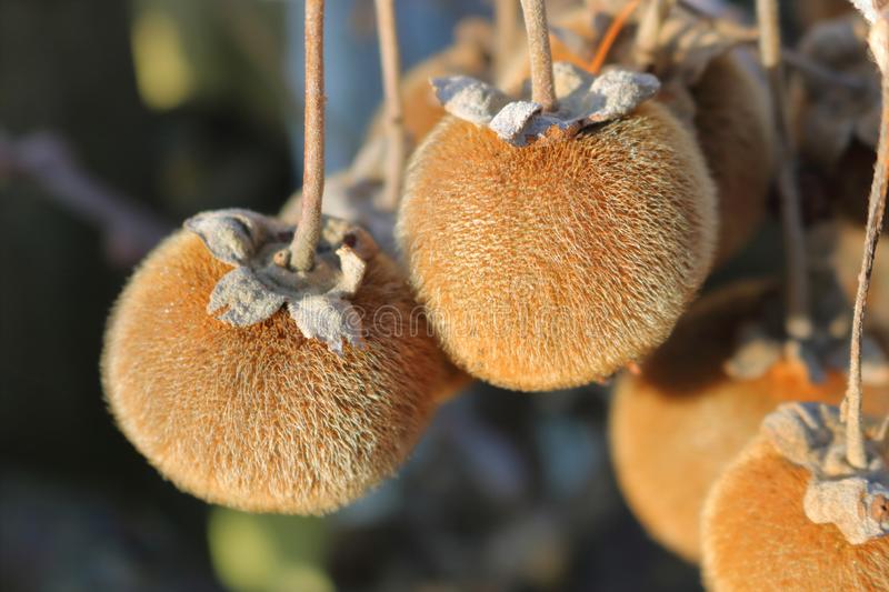 How To Eat Sycamore Fruit Properly – A Guide