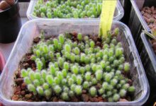 How To Grow A Cactus From A Seed: Step-By-Step Guide