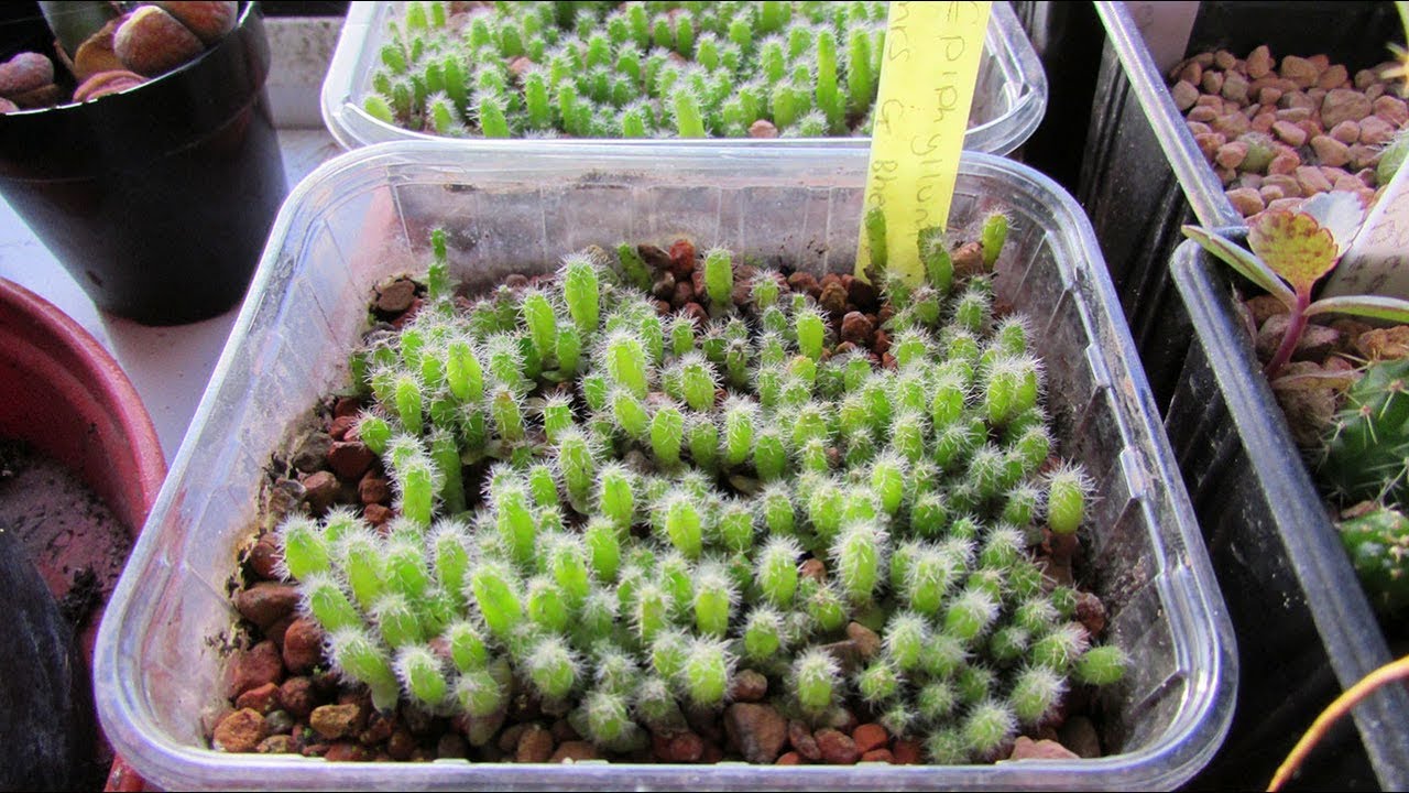 How To Grow A Cactus From A Seed StepByStep Guide