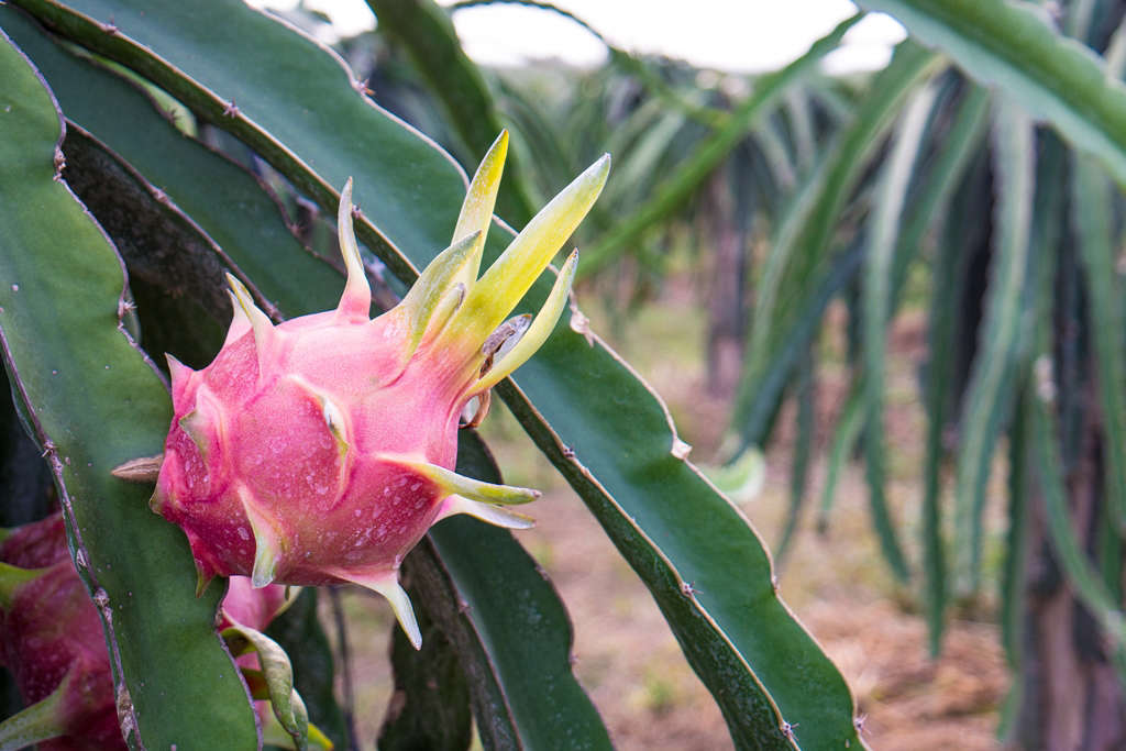 Best Soil For Growing Dragon Fruit