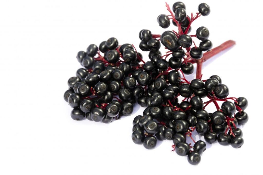 How To Store Elderberries