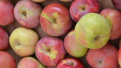 Are Mcintosh Apples Good For Apple Crisp