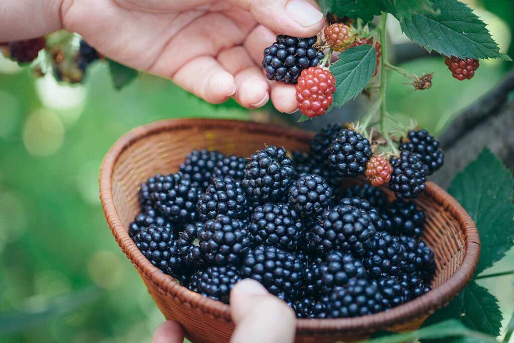 How Long Do Blackberries Last In The Fridge