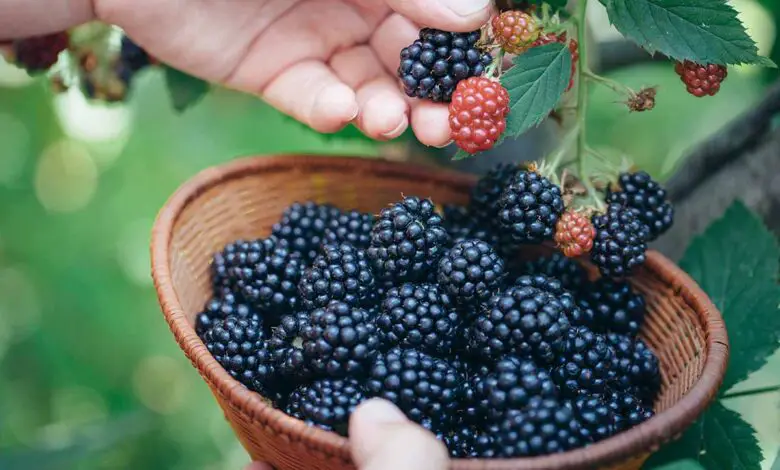 How Long Do Blackberries Last In The Fridge