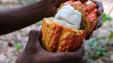 How To Store Cacao Fruit
