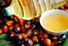Is Palm Fruit Oil Bad For Dogs