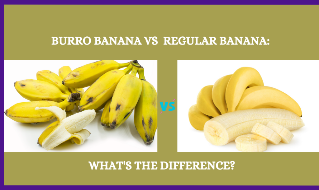 Burro Banana Vs Regular Banana