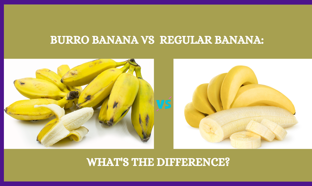 Burro Banana vs Regular Banana What's The Difference?