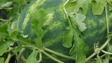 Are Watermelon Leaves Edible