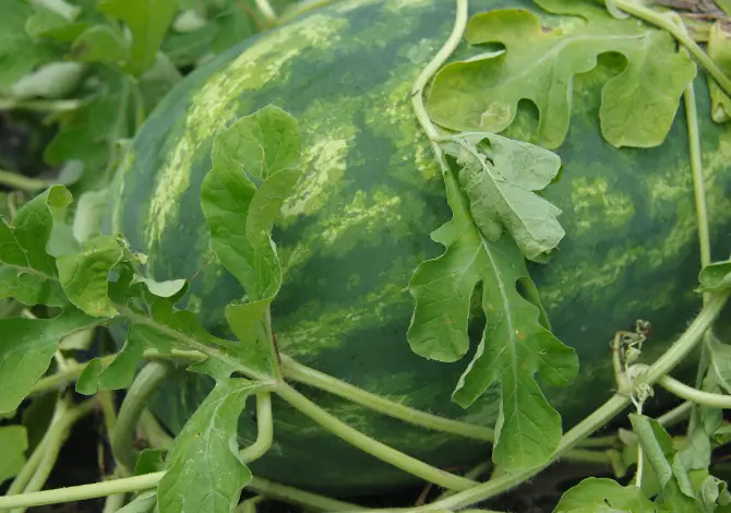 Are Watermelon Leaves Edible