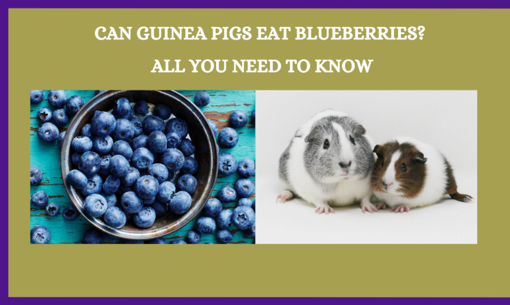 Can Guinea Pigs Eat Blueberries? All You Need To Know