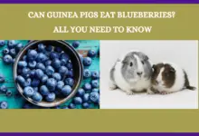 Can Guinea Pigs Eat Blueberries? All You Need To Know