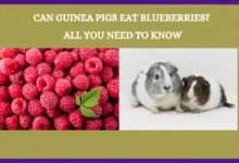 Can Guinea Pigs Eat Raspberries? All You Need To Know