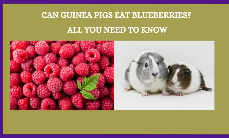 Can Guinea Pigs Eat Raspberries? All You Need To Know
