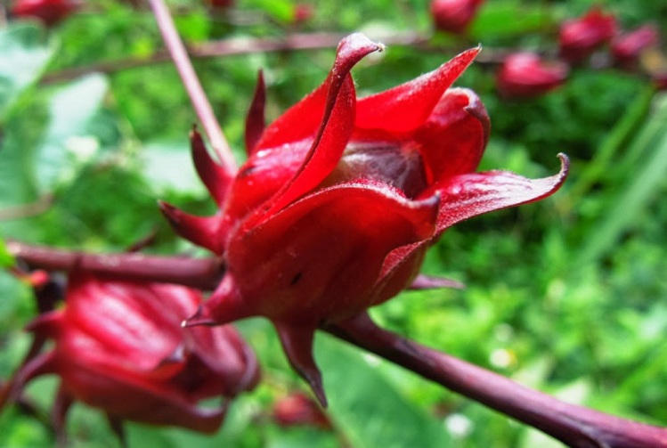 Sorrel Fruit