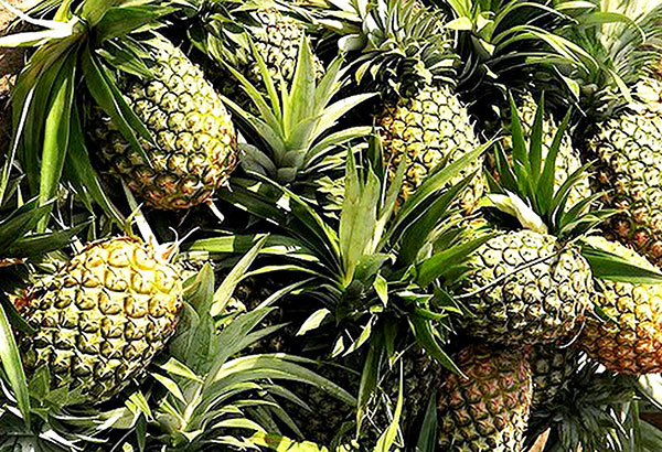 Different Types Of Pineapples, FruitoNix