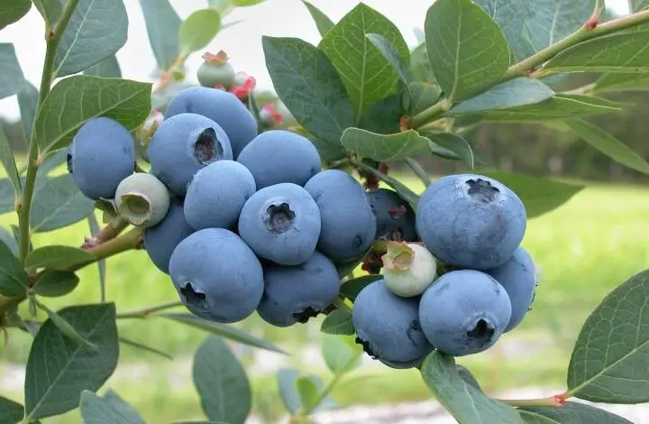 12 interesting Fun Facts About Blueberries