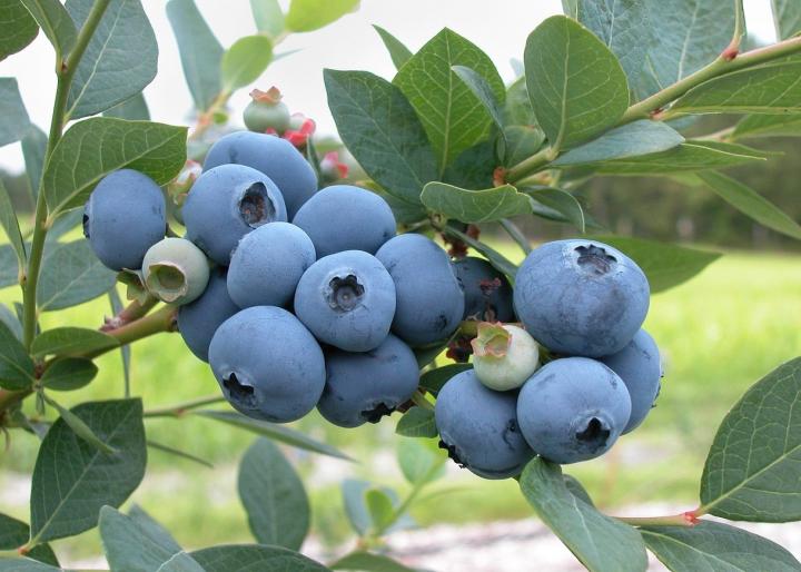 12 interesting Fun Facts About Blueberries