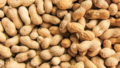 Are Peanuts A Fruit Or A Vegetable Or Nut