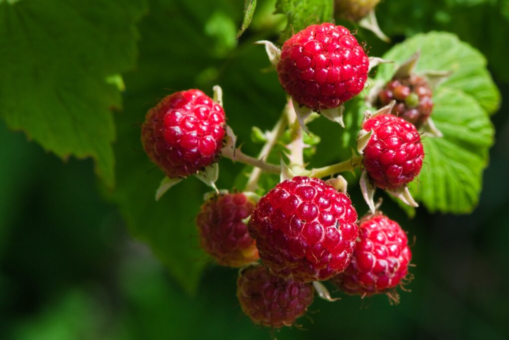 Are Raspberries Acidic Or Alkaline