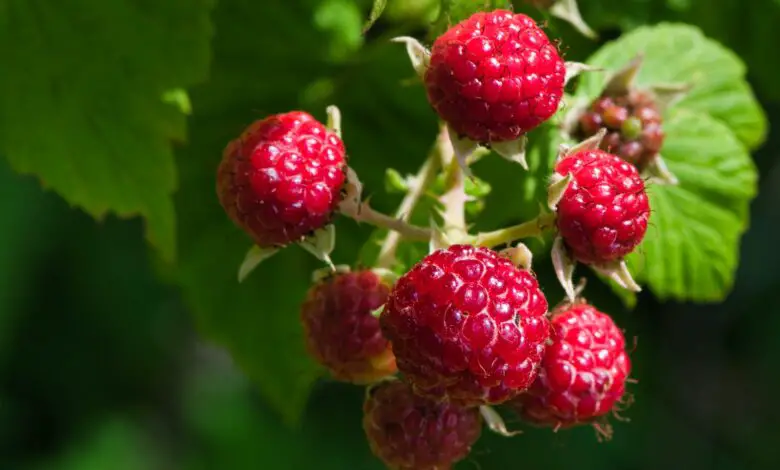 Are Raspberries Acidic Or Alkaline