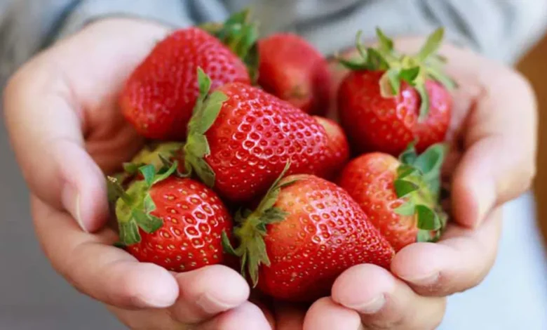 are wild strawberries poisonous to dogs