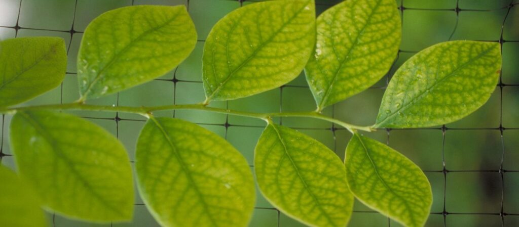 Blueberry Leaves Turning Yellow