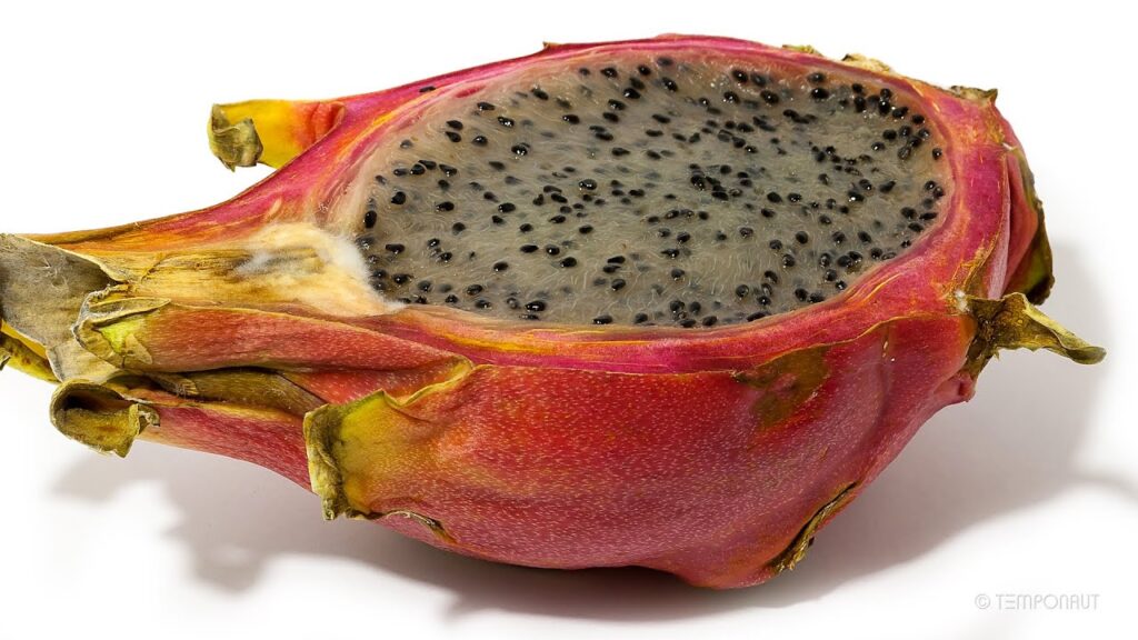 Common Dragon Fruit Diseases