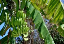 How Many Bananas And Bunches Does A Banana Tree Produce