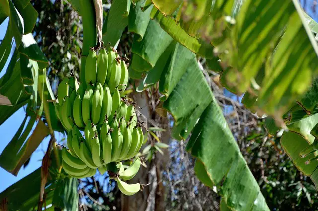 How Many Bananas And Bunches Does A Banana Tree Produce