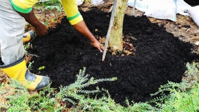 The Pros And Cons Of Mulching Fruit Trees
