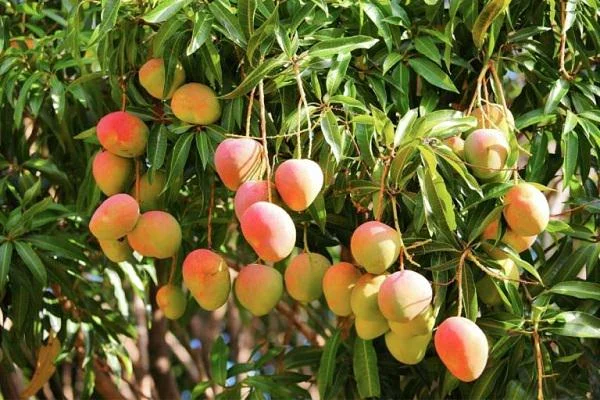 Is A Mango Tree A Deciduous Tree Or An Evergreen Tree