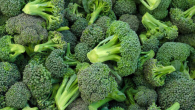 Is Broccoli Genetically Modified