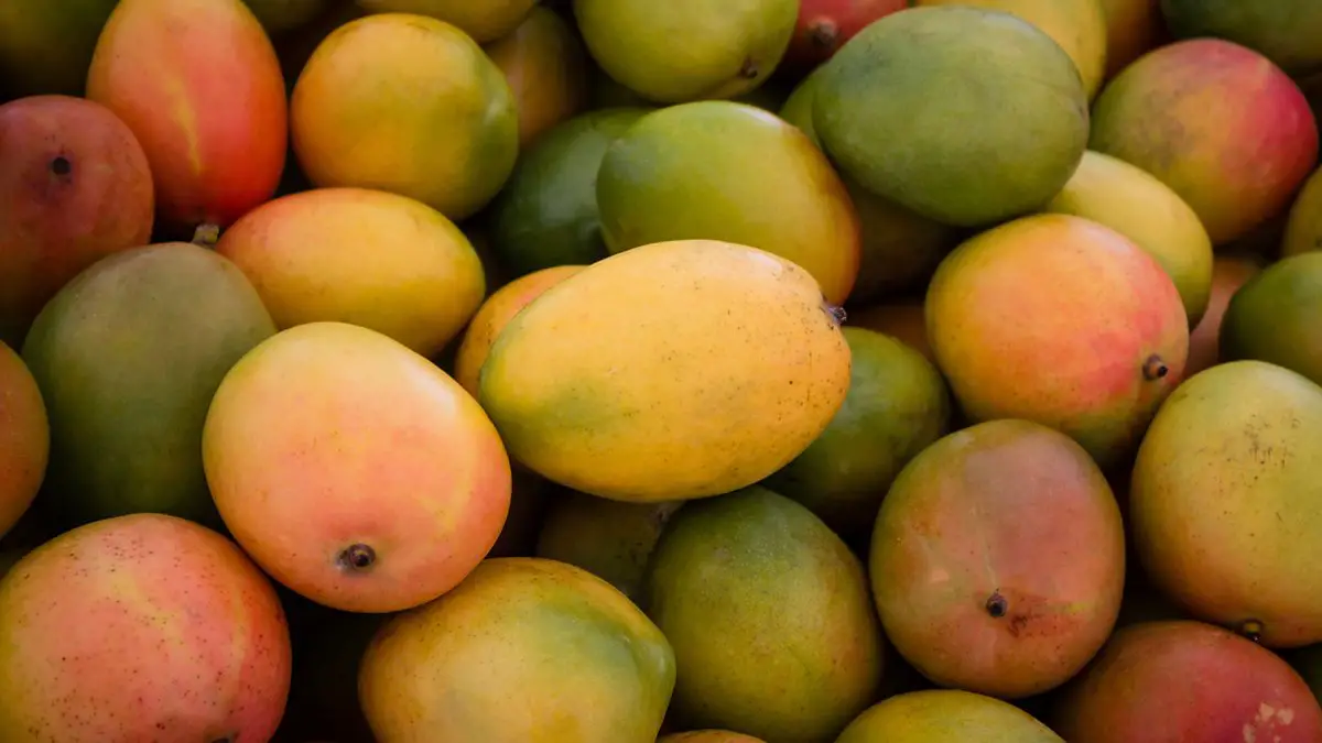 are mangoes safe for pet dogs or cats