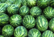 Is Watermelon Good For Arthritis