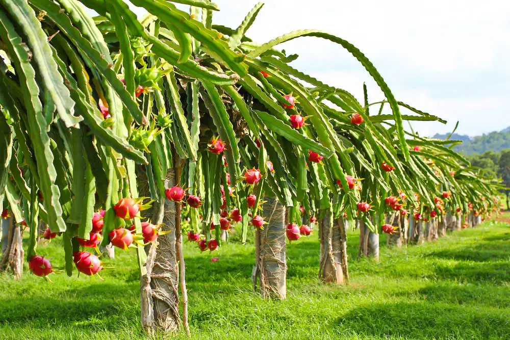 How To Identify Dragon Fruit Varieties