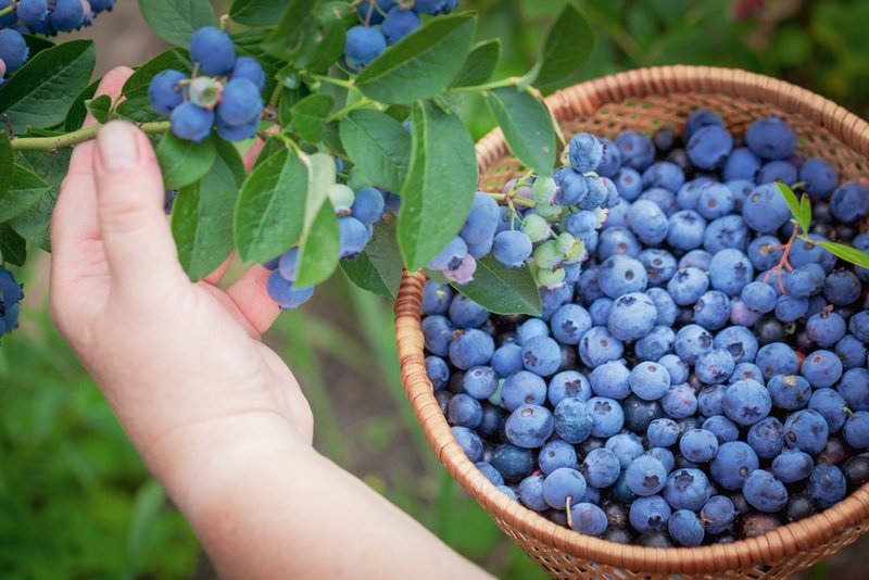 When Are Blueberries In Season