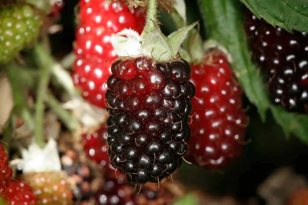 What Are Man-Made Fruits,Fruits That Are Man-Made, FruitoNix