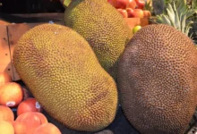 How To Tell If A Jackfruit Is Ripe?
