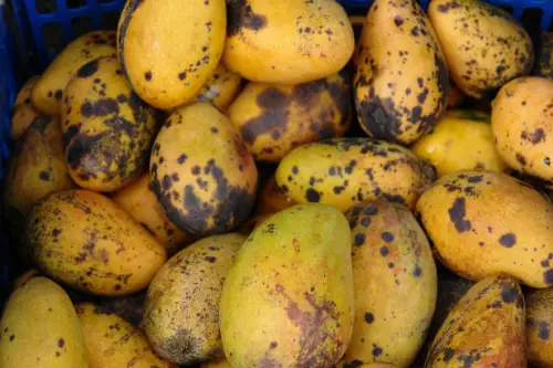 What Are The Black Spots On Mangoes