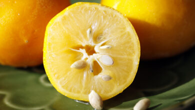 are lemon seeds poisonous to humans
