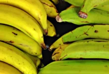 Are Plantains Low FODMAP