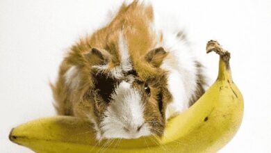 Can Guinea Pigs Eat Plantains