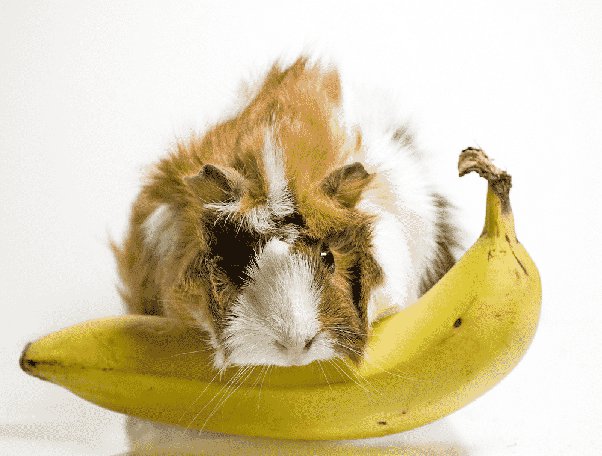 Can Guinea Pigs Eat Plantains