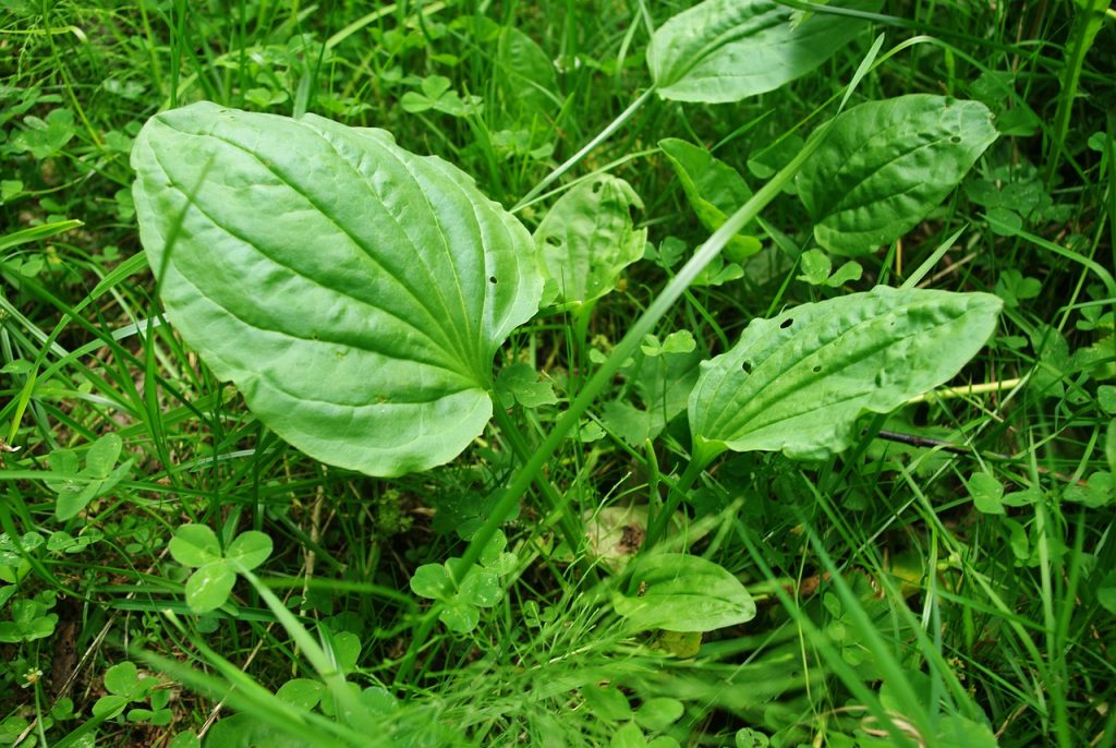 Can You Smoke Plantain Leaves? All You Need To Know